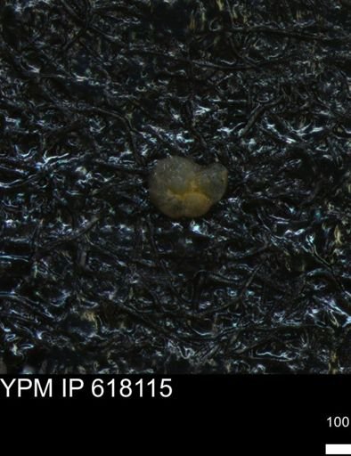 undet. Foraminiferida