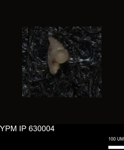 undet. Foraminiferida