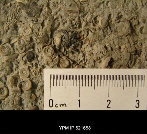 Aganaster gregarius