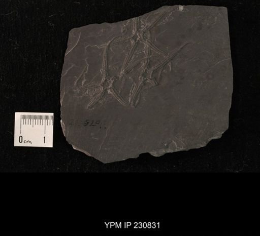 Chonetes granulifer