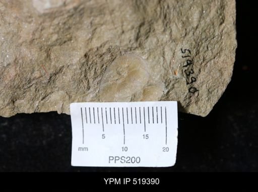 undet. Bivalvia