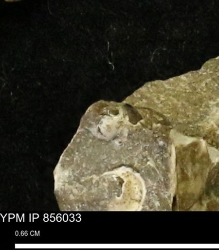undet. Gastropoda