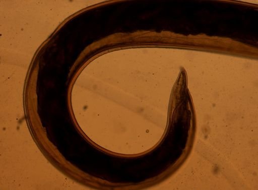 Ancylostoma caninum