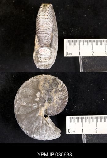 Hoploscaphites sargklofak
