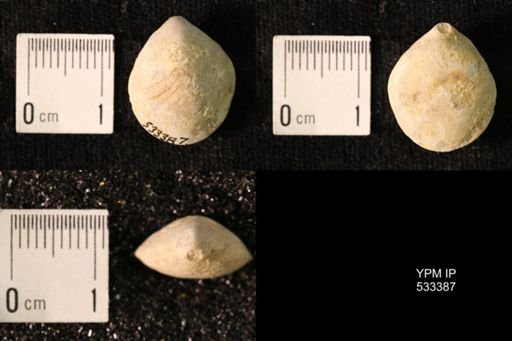 Terebratula maxillata