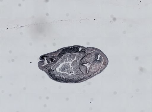 Plagiostomum cinctum