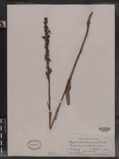 Blephariglottis lacera