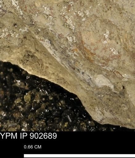 undet. Mollusca
