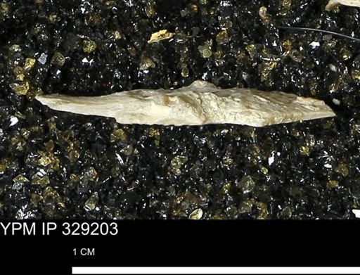 Pholidostrophia iowaensis