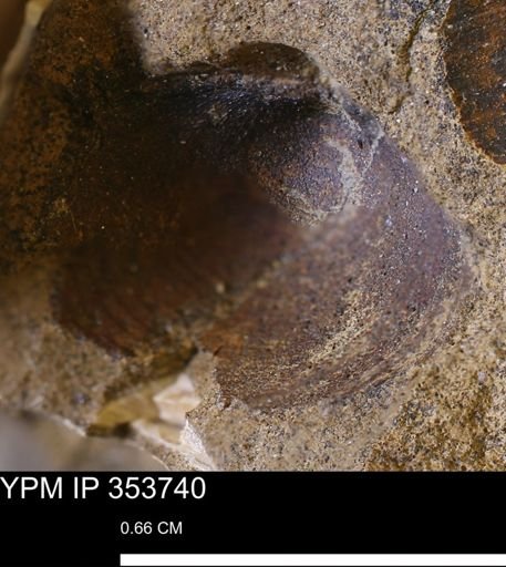 Limopsis striatopunctatus