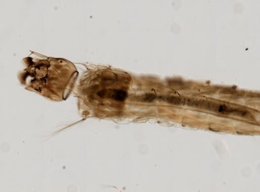 Anopheles