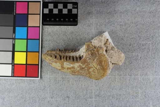 Merycoidodon culbertsoni