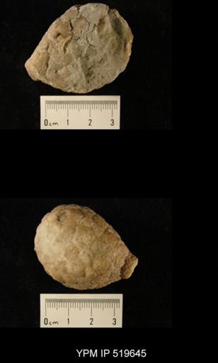 Holocystites gyrinus