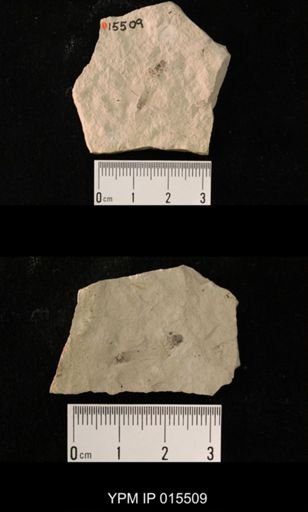 Probnis speciosa