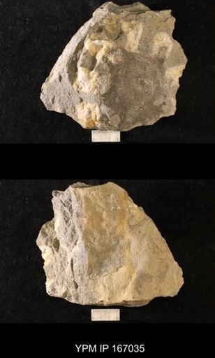 Brachiospongia digitata