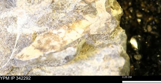 undet. Scaphitidae