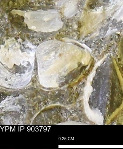 Corbulamella sp.