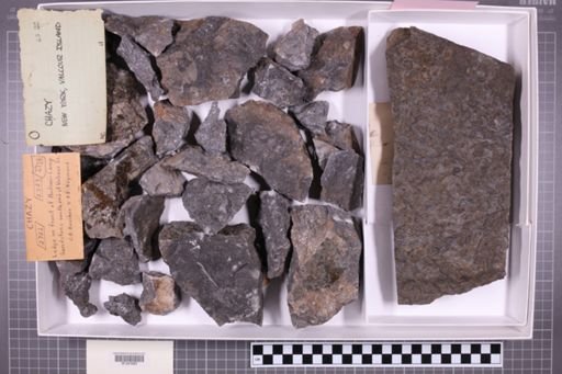 mixed taxa, stratigraphic collection
