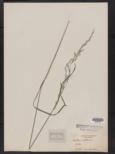 Festuca elatior