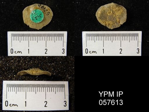 Rhipidomella oblata