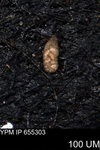 Ammobaculoides phaulus