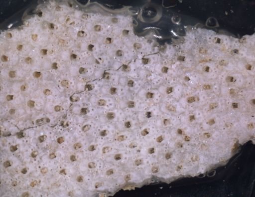Porella porifera