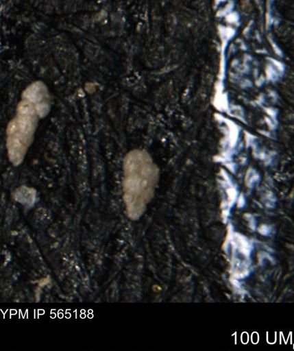 Verneuilinoides kansasensis