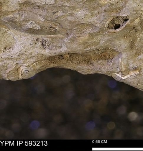 undet. Mollusca