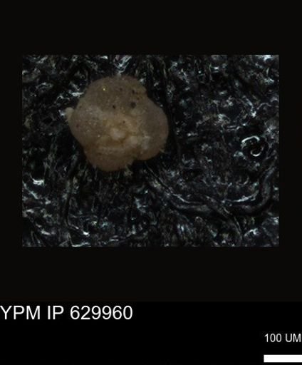 undet. Foraminiferida
