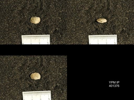 Plectorthis plicatella