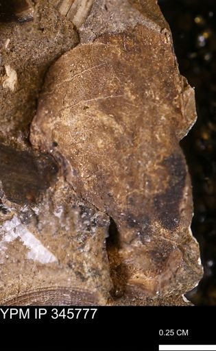 undet. Mollusca