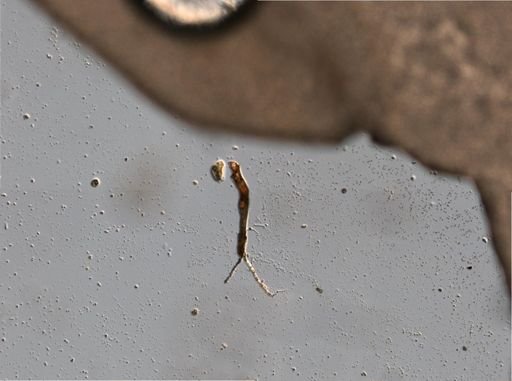 Trichocerca insignis