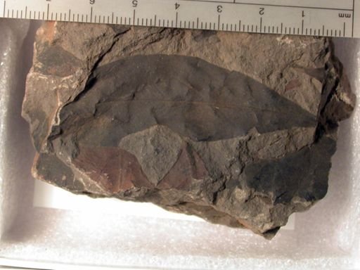 Angiospermopsida
