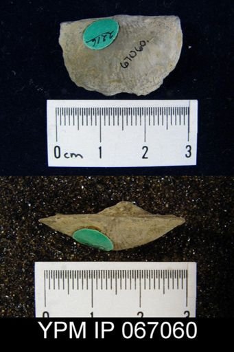 Stropheodonta canace