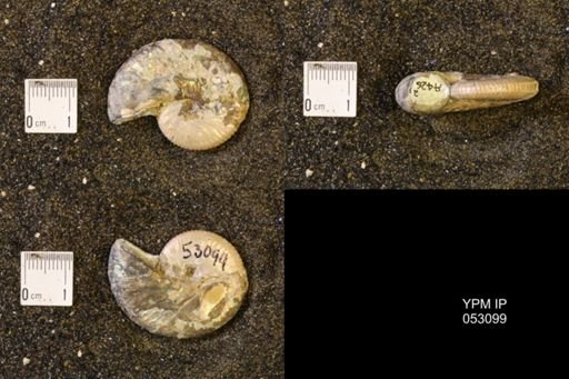 Discoscaphites conradi