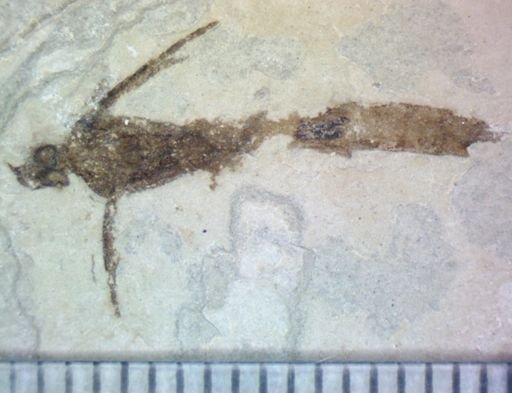 undet. Hexapoda