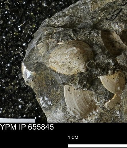 Limopsis sp.
