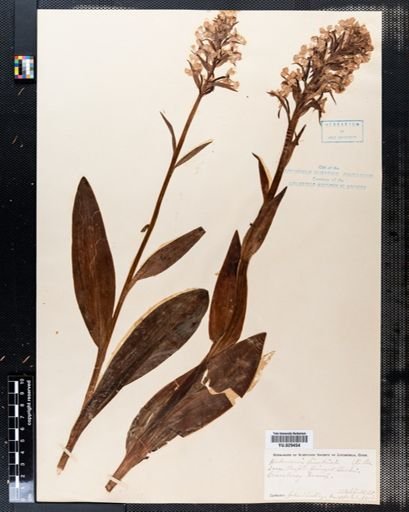 Habenaria fimbriata