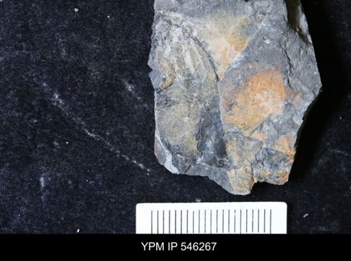 undet. Eurypterida