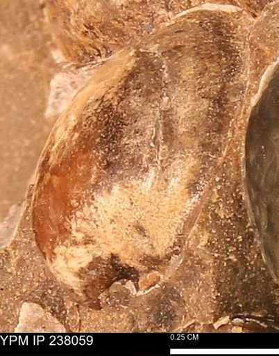 Protocardia subquadrata