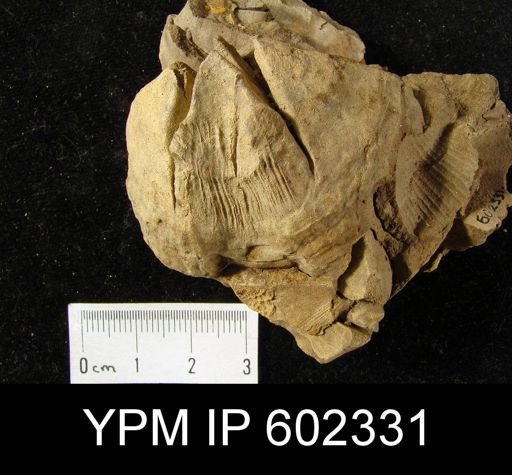 Syringothyris angulata
