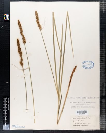 Carex