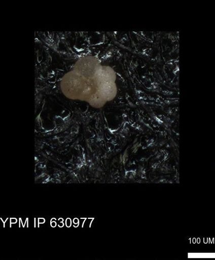 undet. Rugoglobigerinidae