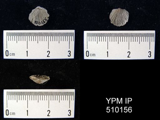 Strophodonta sp.