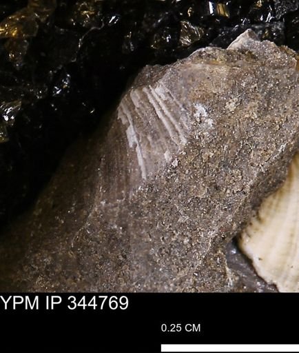 Limopsis striatopunctatus