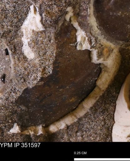 undet. Bivalvia