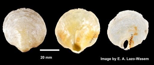Anomia simplex