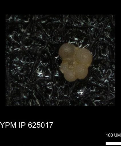 undet. Rugoglobigerinidae