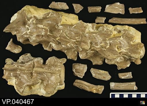 Platecarpus sp.