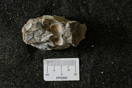 Inoceramus barabini
